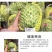 释迦新品种--榴莲释迦苗～释迦界的新宠儿