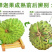 释迦新品种--榴莲释迦苗～释迦界的新宠儿