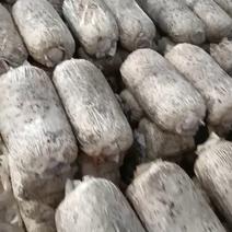 平菇出菇袋食用菌出菇棒蘑菇菌棒优质原料生产出菇3～4茬黑