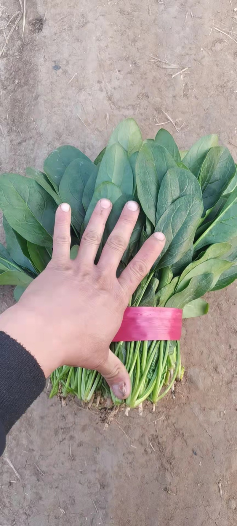 邯郸大叶菠菜