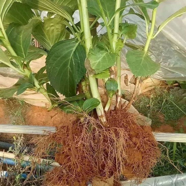 无尽夏绣球老桩绣球花苗基地直销城信经营质量保证大花花卉
