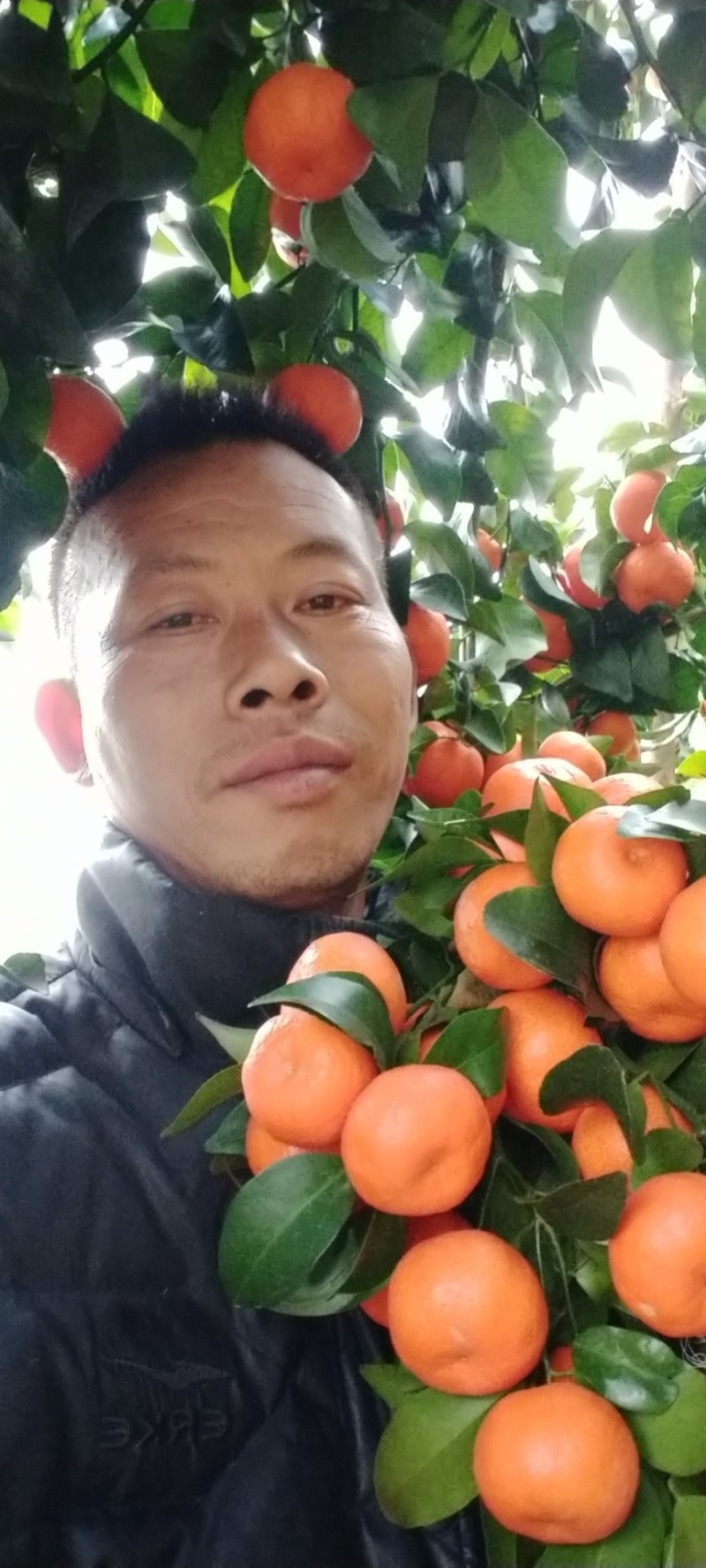广西阳朔正宗沙糖桔，一手货源无中间商，诚信代办