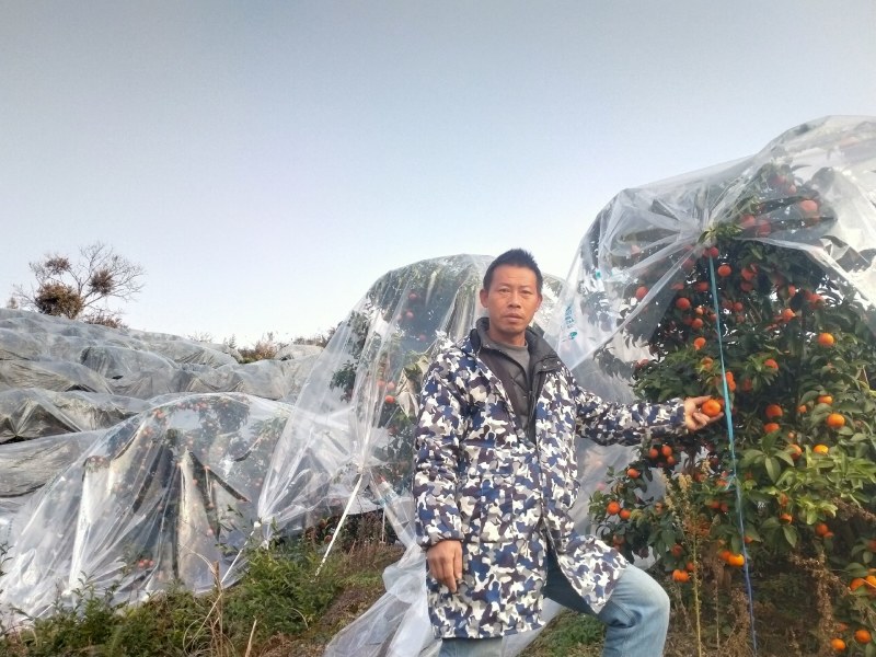 广西阳朔正宗沙糖桔，一手货源无中间商，诚信代办