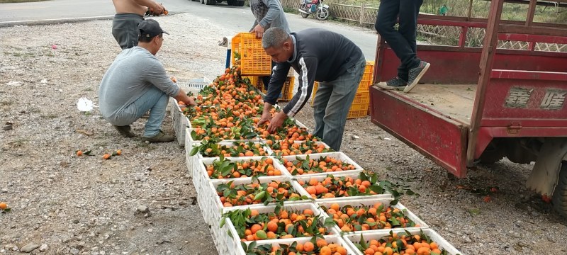 广西省桂林市阳朔正宗沙糖桔基地，一手货源无中间商