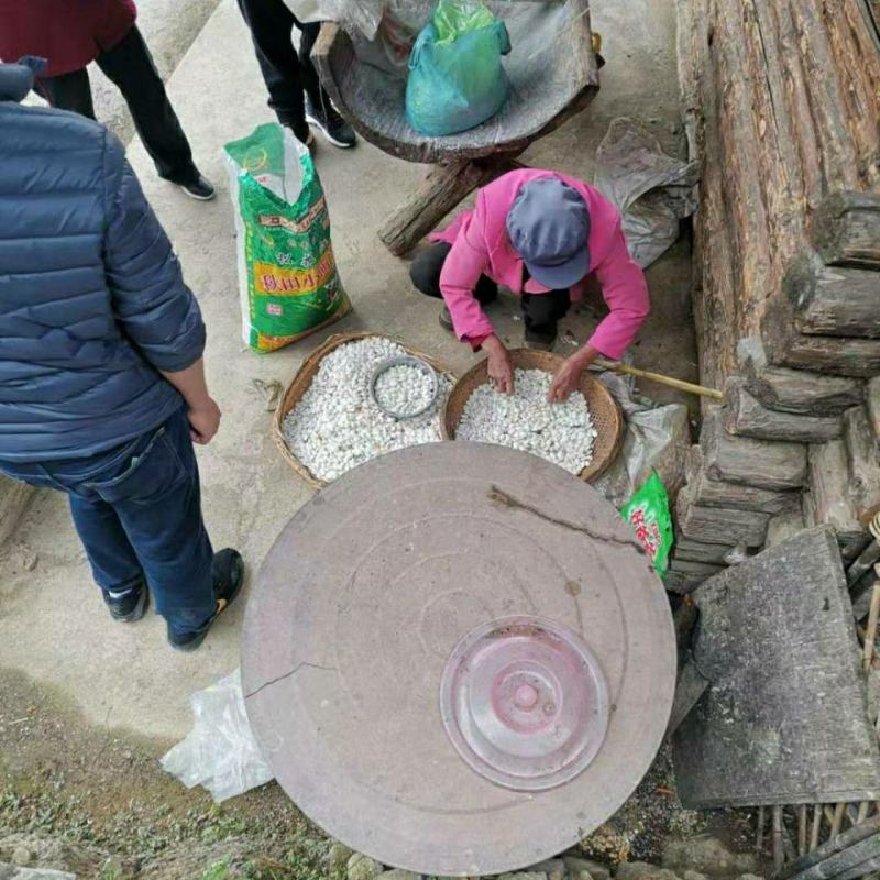 大白芸豆5斤新货农家云南大白豆大雪豆云豆五谷杂粮豆