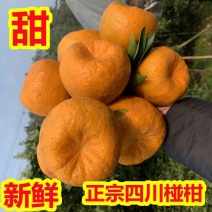 四川椪柑资中椪柑果园直采现摘现发鲜甜多汁