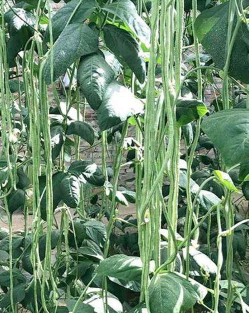 长豇8号豇豆种子早熟小叶高产嫩绿长豆角种子八号