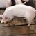 猪场常年出售二元母猪，加系，新美系母猪品种纯正，防疫齐全