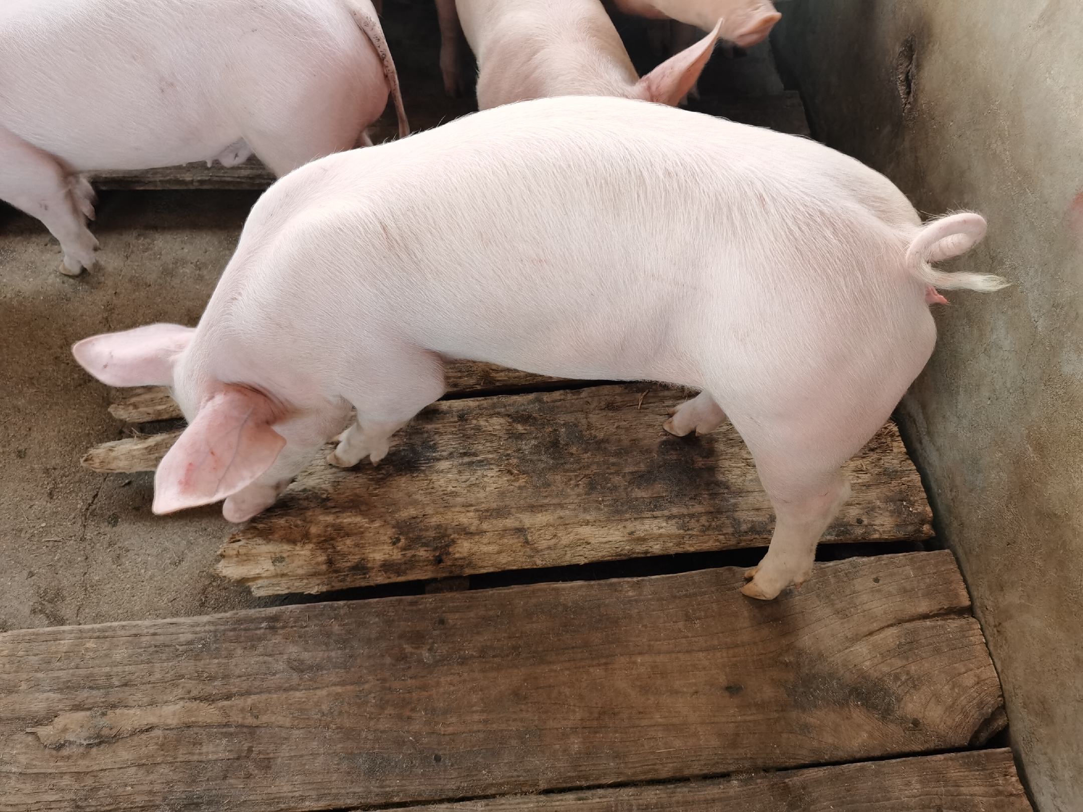 浙贝母与平贝母对比图