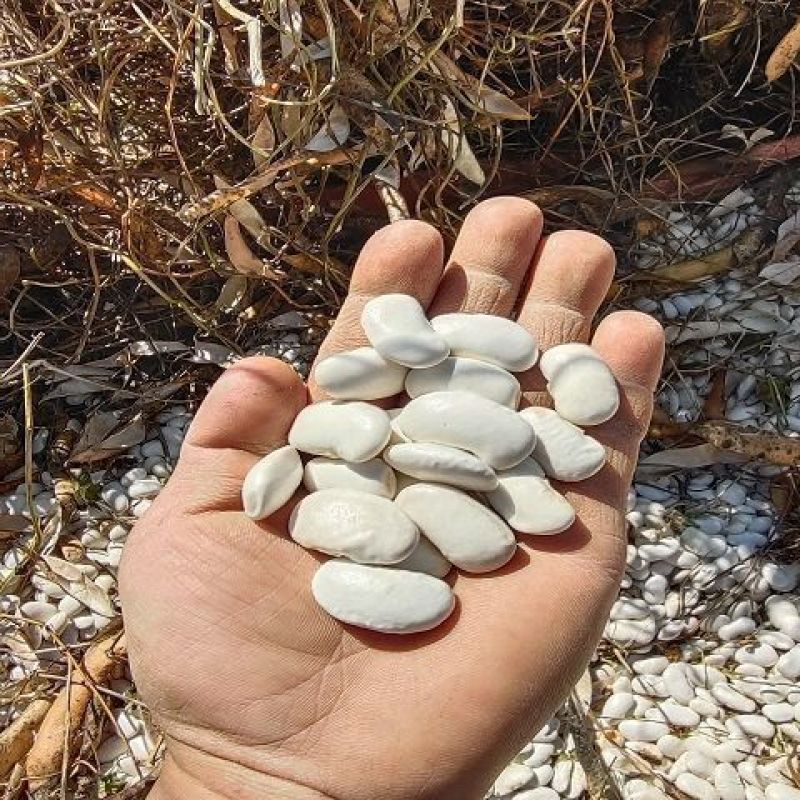 大白芸豆5斤新货农家云南大白豆大雪豆云豆五谷杂粮豆