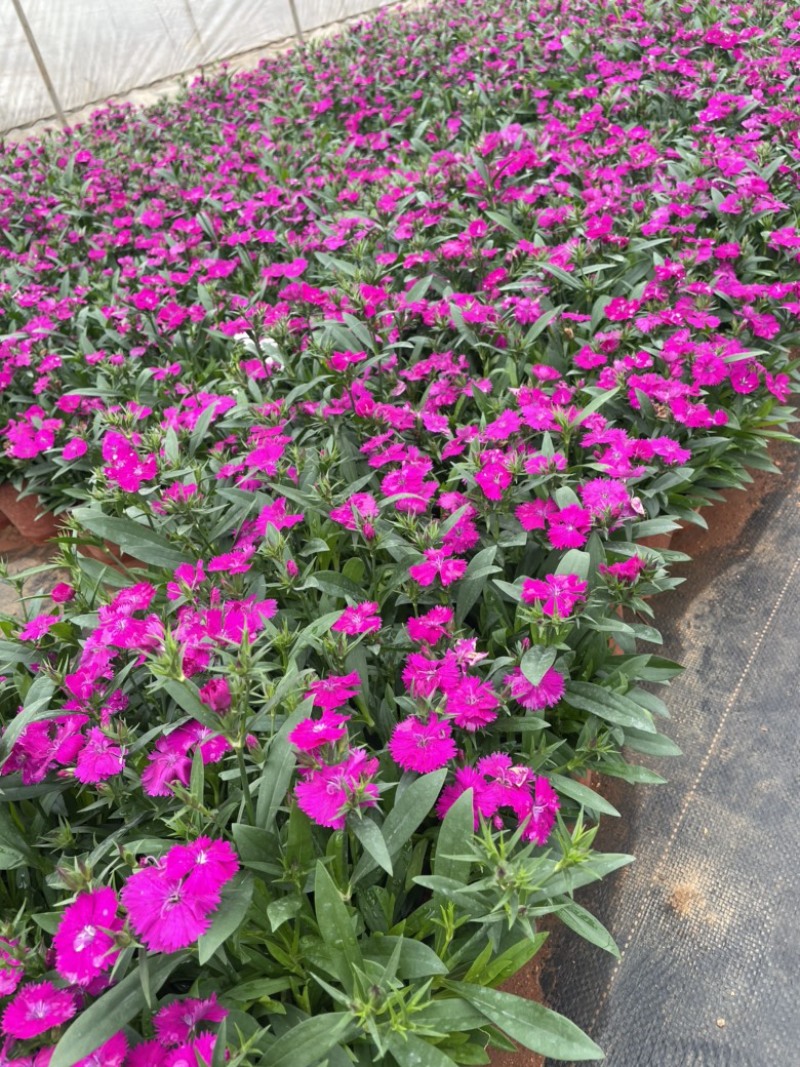 欧洲石竹造型美观花朵漂亮130红盆云南货源