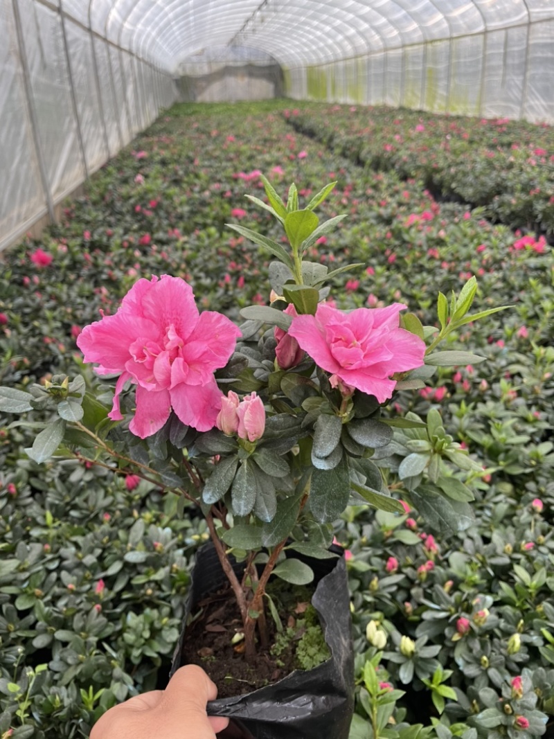 欧洲石竹造型美观花朵漂亮130红盆云南货源
