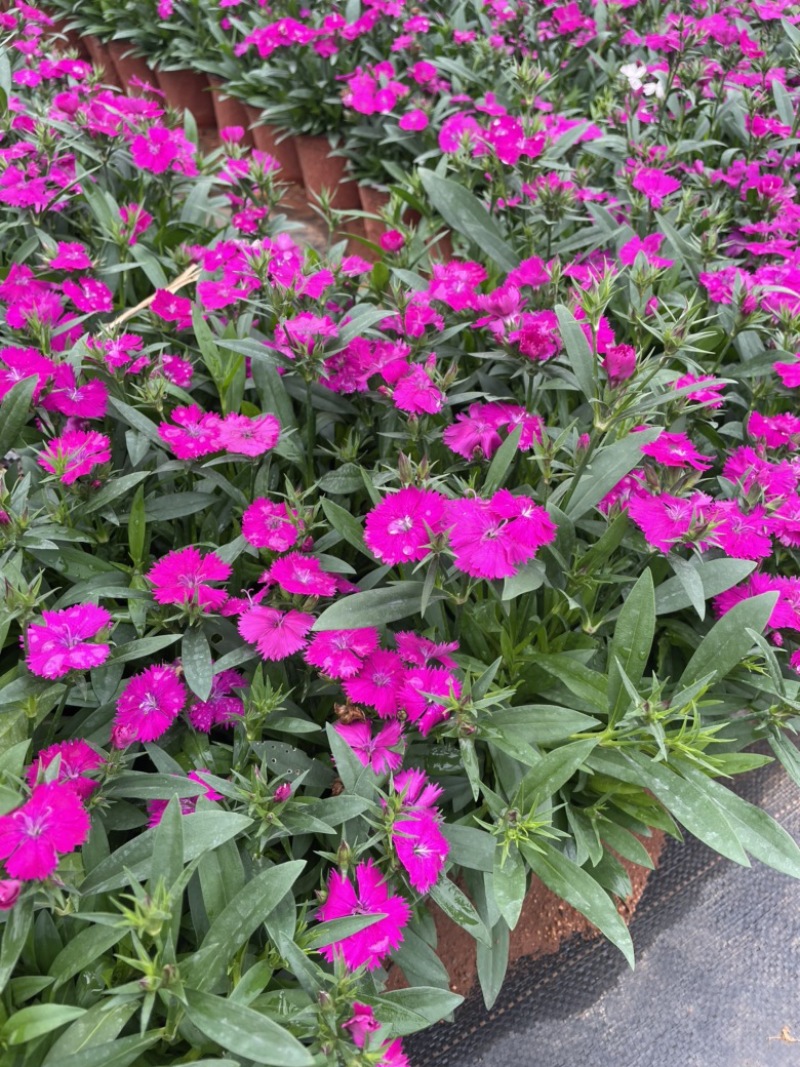 欧洲石竹造型美观花朵漂亮130红盆云南货源