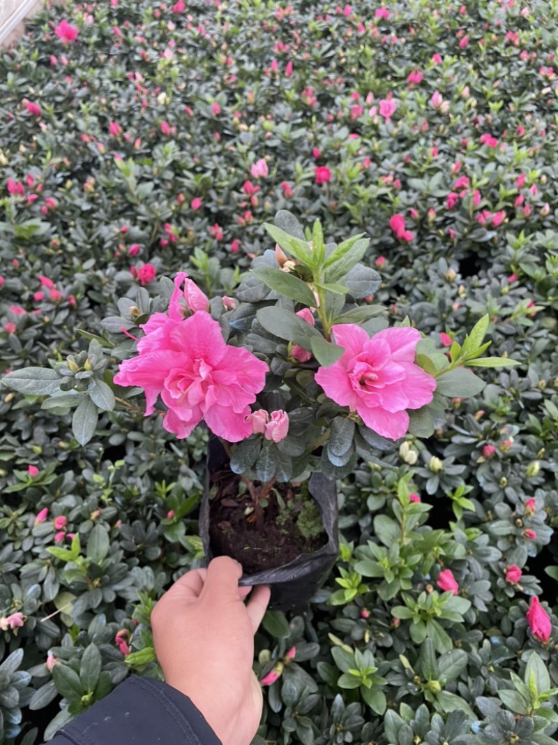欧洲石竹造型美观花朵漂亮130红盆云南货源