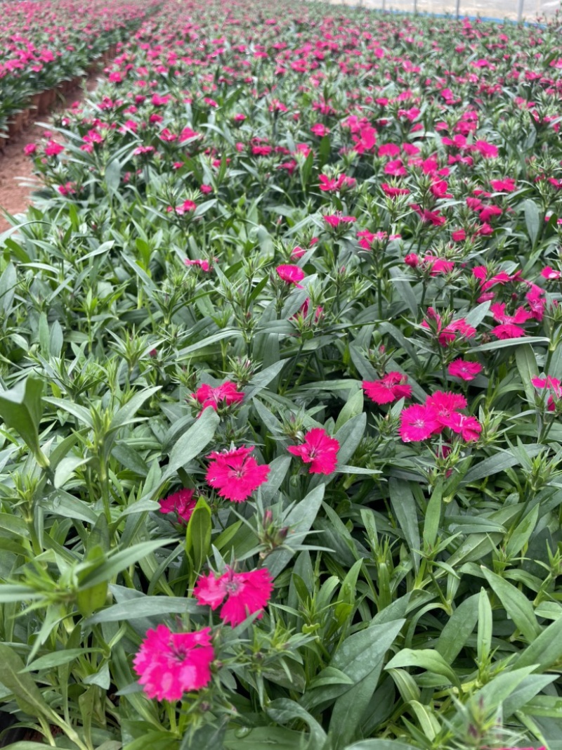 欧洲石竹造型美观花朵漂亮130红盆云南货源