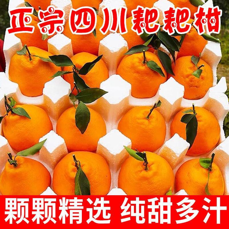 四川春见耙耙柑资中柑橘纯正耙耙柑果园直采现摘现发