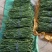 正宗泰国大红袍柚枝条，现剪现发，品种纯正，价格美丽