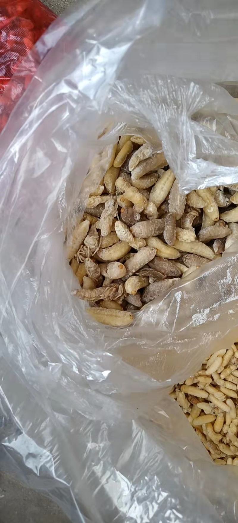 一级大蜂蛹