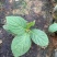 八仙花云南货也是绣球花开花一团好看常绿植物