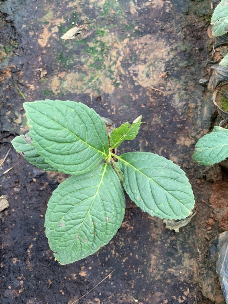 八仙花云南货也是绣球花开花一团好看常绿植物