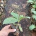 八仙花云南货也是绣球花开花一团好看常绿植物