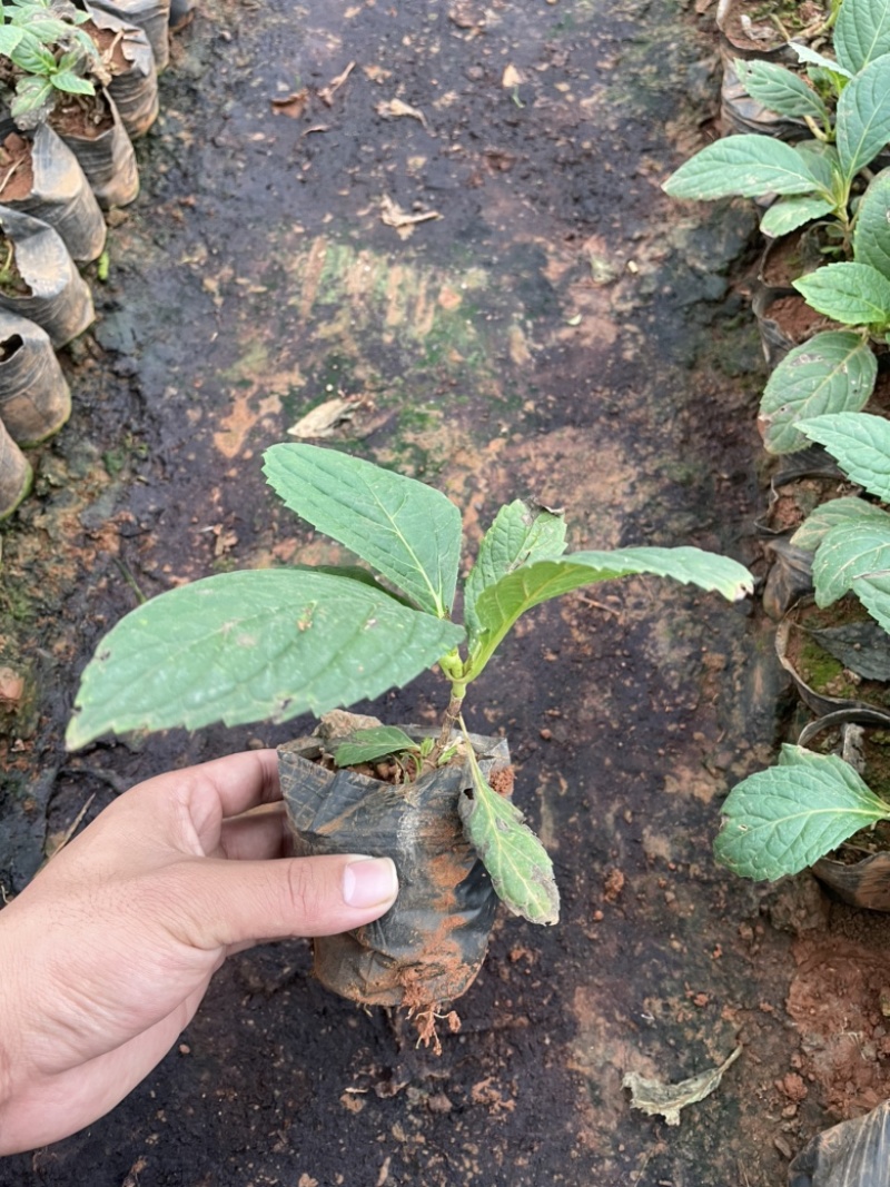 八仙花云南货也是绣球花开花一团好看常绿植物