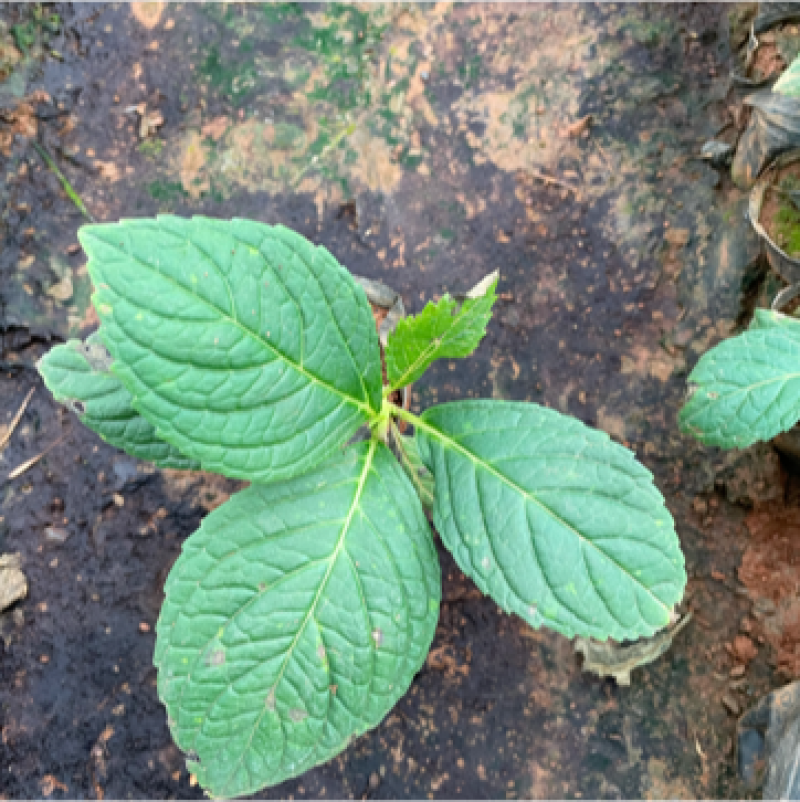 八仙花云南货也是绣球花开花一团好看常绿植物