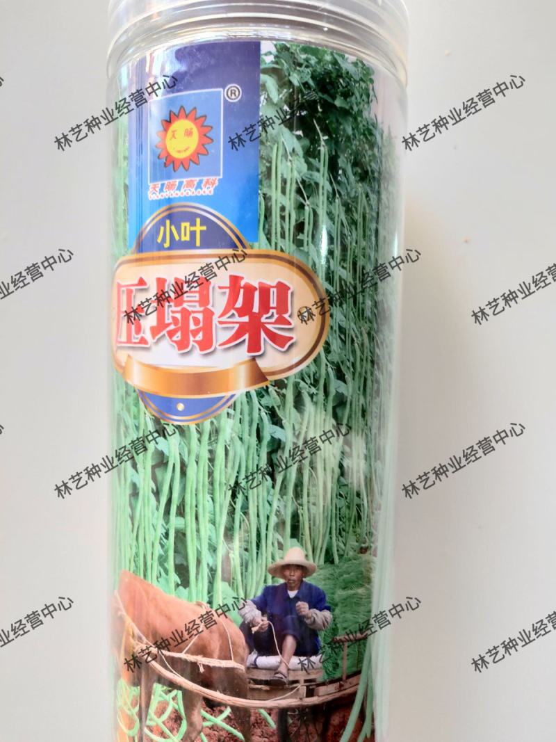 小叶压塌架豇豆种子绿条长豆角种子四季豆春秋播四季蔬菜