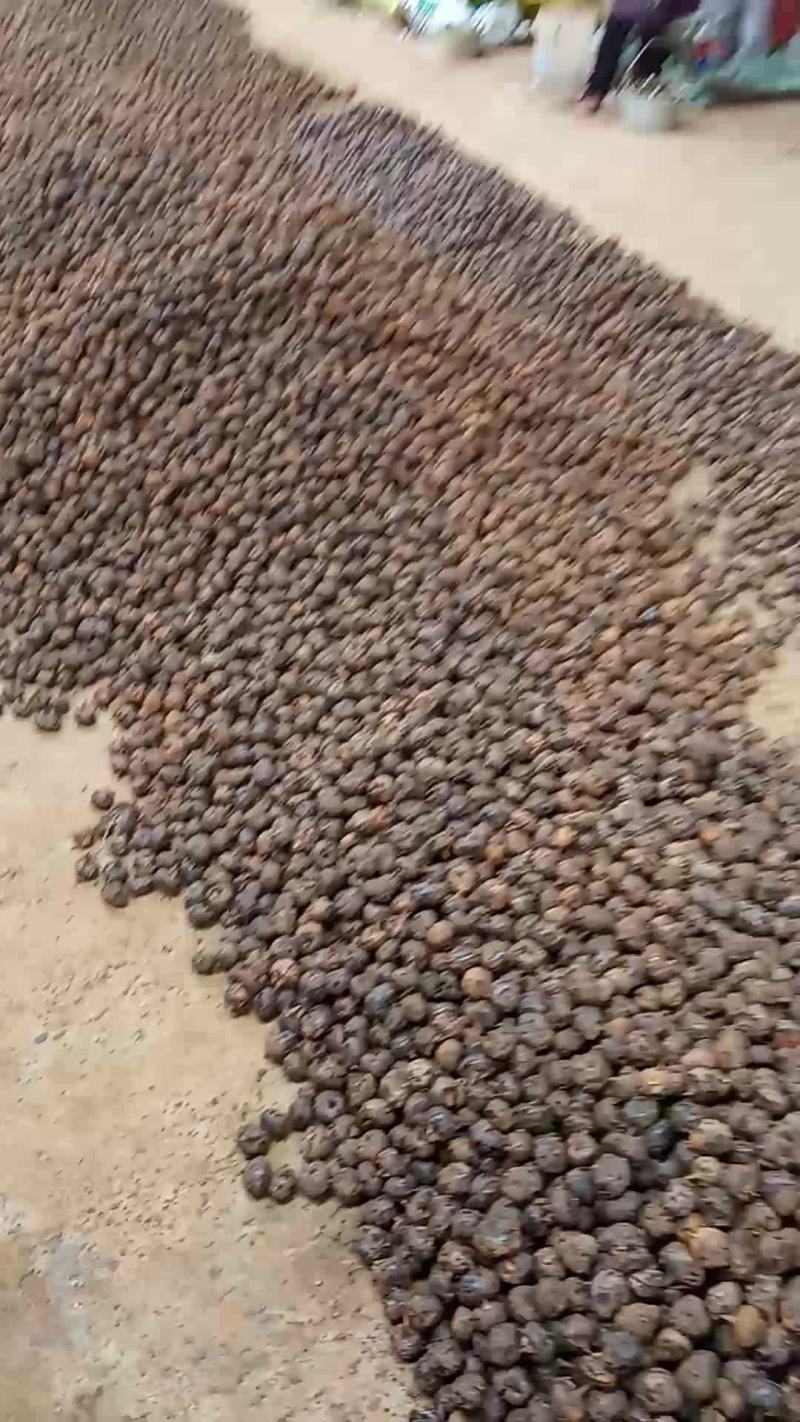 小马蹄