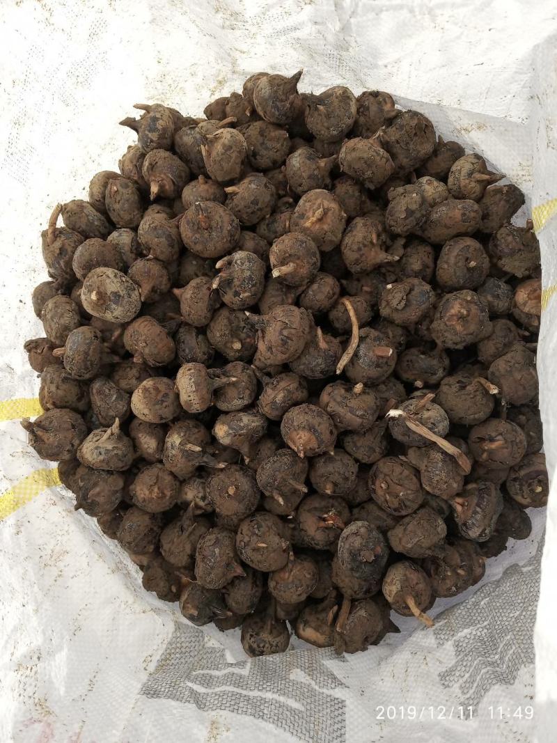 小马蹄