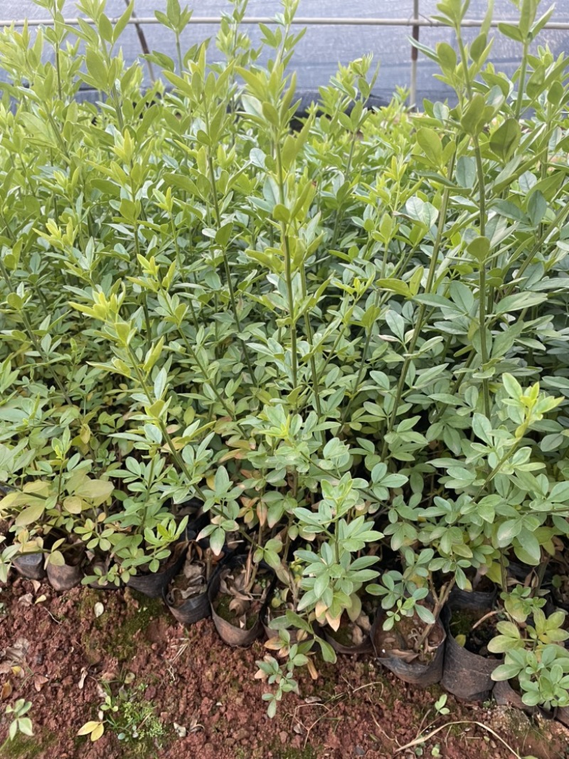 黄素馨云南省昆明市货生长能力强生存环境简单