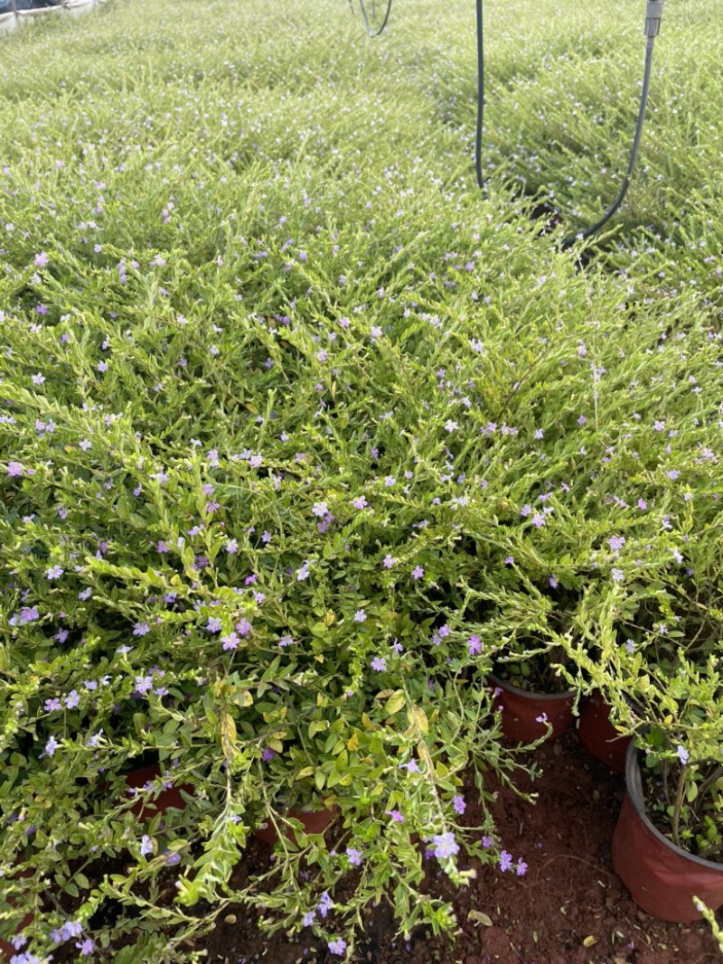 满天星这么好看的植物谁不喜欢蓝色小花很好看