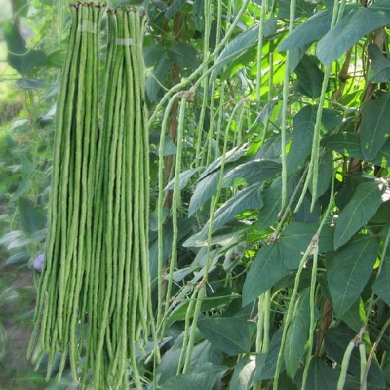 帝王青豇豆种子绿色长豆角种籽春秋大田农家小院大田基地种植