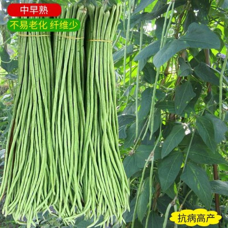 帝王青豇豆种子绿色长豆角种籽春秋大田农家小院大田基地种植