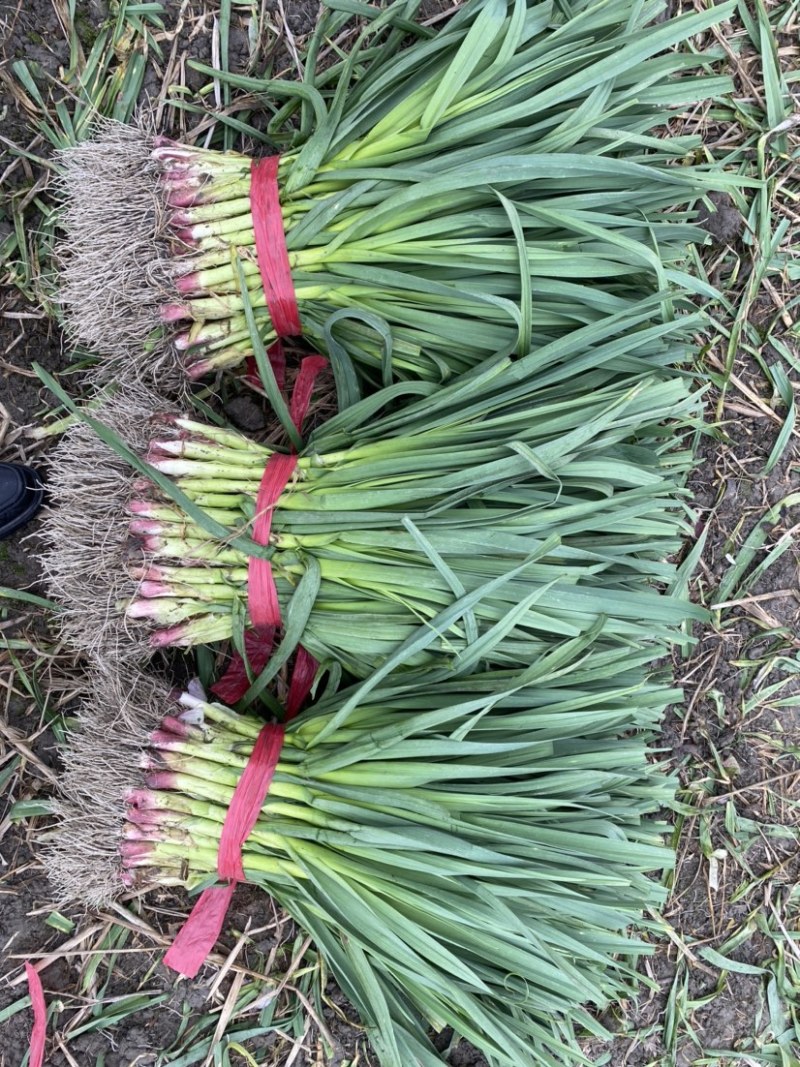 彭州红根硬叶蒜苗软叶蒜苗产地直销货源充足可视频看货