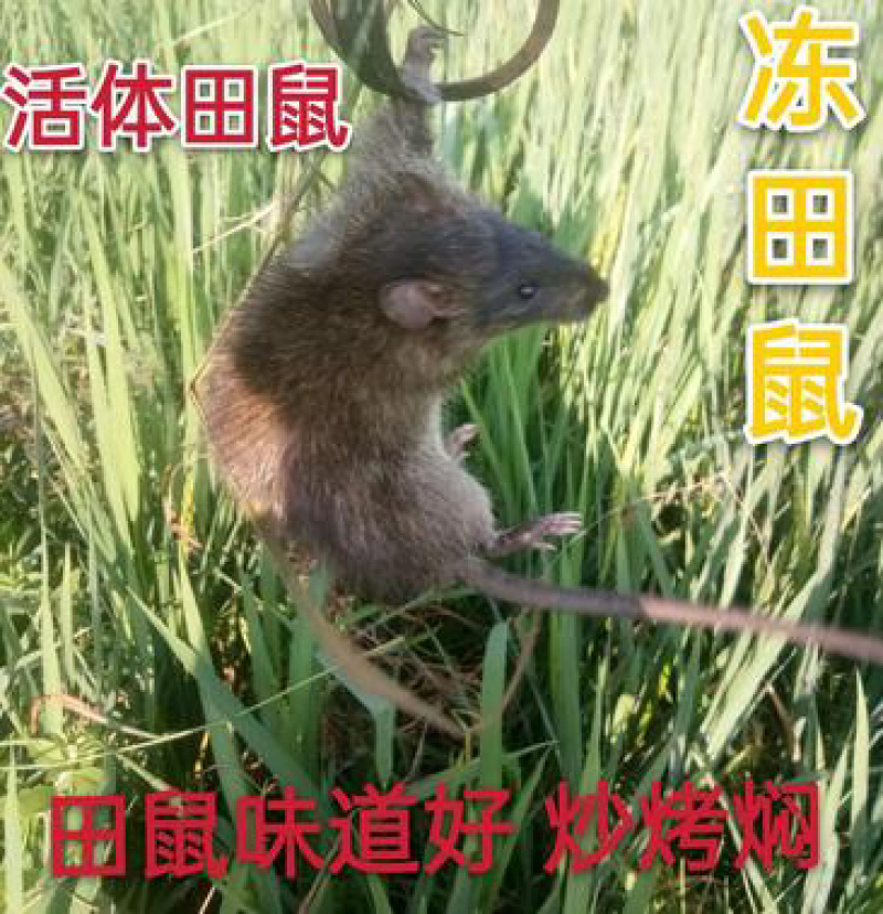 【纯野生田鼠】杀好的活体烧好的腊干的现杀现发