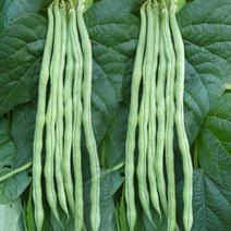 贝利斯泰国小叶十三架豆种子长豆角种籽翠绿美早中熟抗病豆角