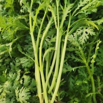 茼蒿菜，山东潍坊茼蒿菜，便宜处理，包上车