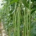 领袖者豆角种子种籽豆角芸豆四季豆扁豆春季秋季蔬菜孑