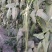 领袖者豆角种子种籽豆角芸豆四季豆扁豆春季秋季蔬菜孑