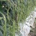 领袖者豆角种子种籽豆角芸豆四季豆扁豆春季秋季蔬菜孑