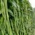 领袖者豆角种子种籽豆角芸豆四季豆扁豆春季秋季蔬菜孑