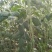 领袖者豆角种子种籽豆角芸豆四季豆扁豆春季秋季蔬菜孑