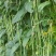 领袖者豆角种子种籽豆角芸豆四季豆扁豆春季秋季蔬菜孑
