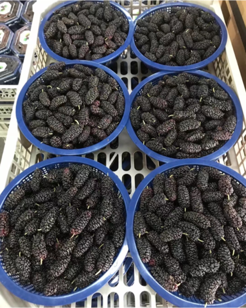 【优质桑葚】大凉山新鲜桑椹上市质量保障视频看货等您来电