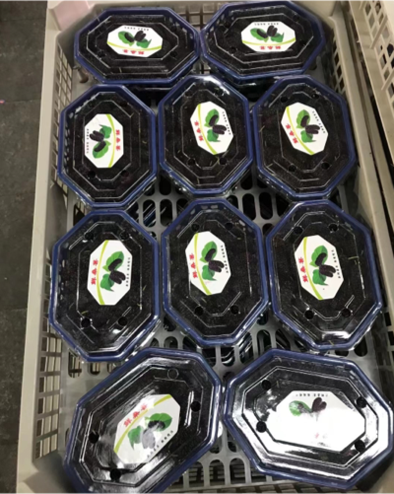 【优质桑葚】大凉山新鲜桑椹上市质量保障视频看货等您来电