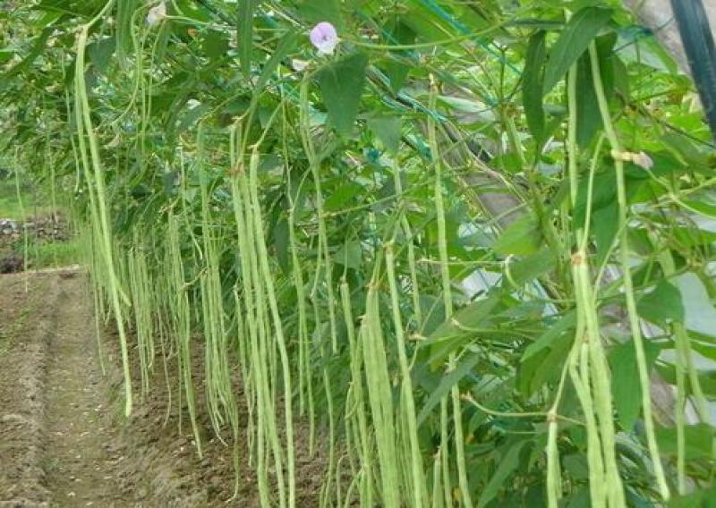 帝皇豇豆角种子四季播种农家早熟高产春秋特长豆角青豆角易种