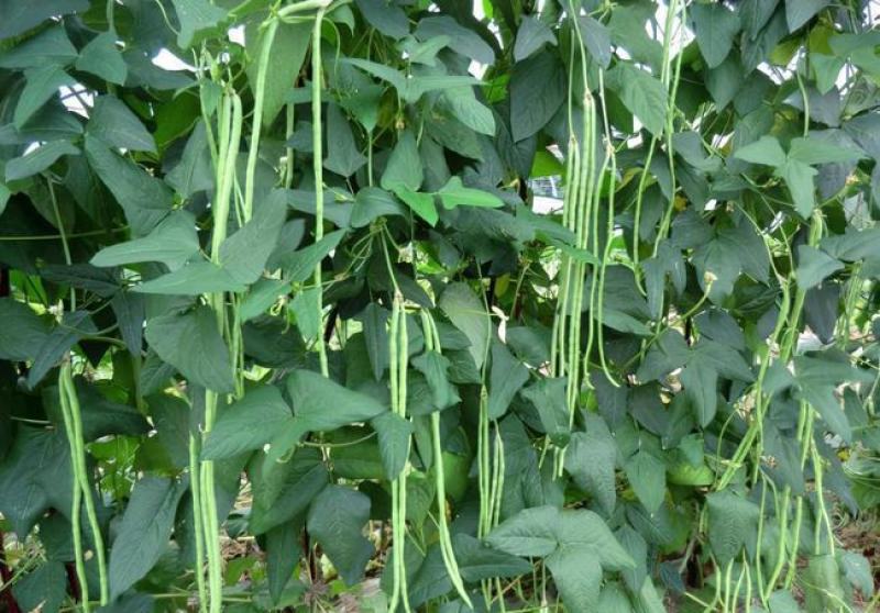 帝皇豇豆角种子四季播种农家早熟高产春秋特长豆角青豆角易种