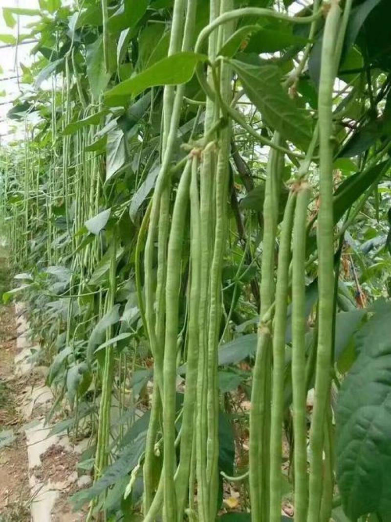 帝皇豇豆角种子四季播种农家早熟高产春秋特长豆角青豆角易种
