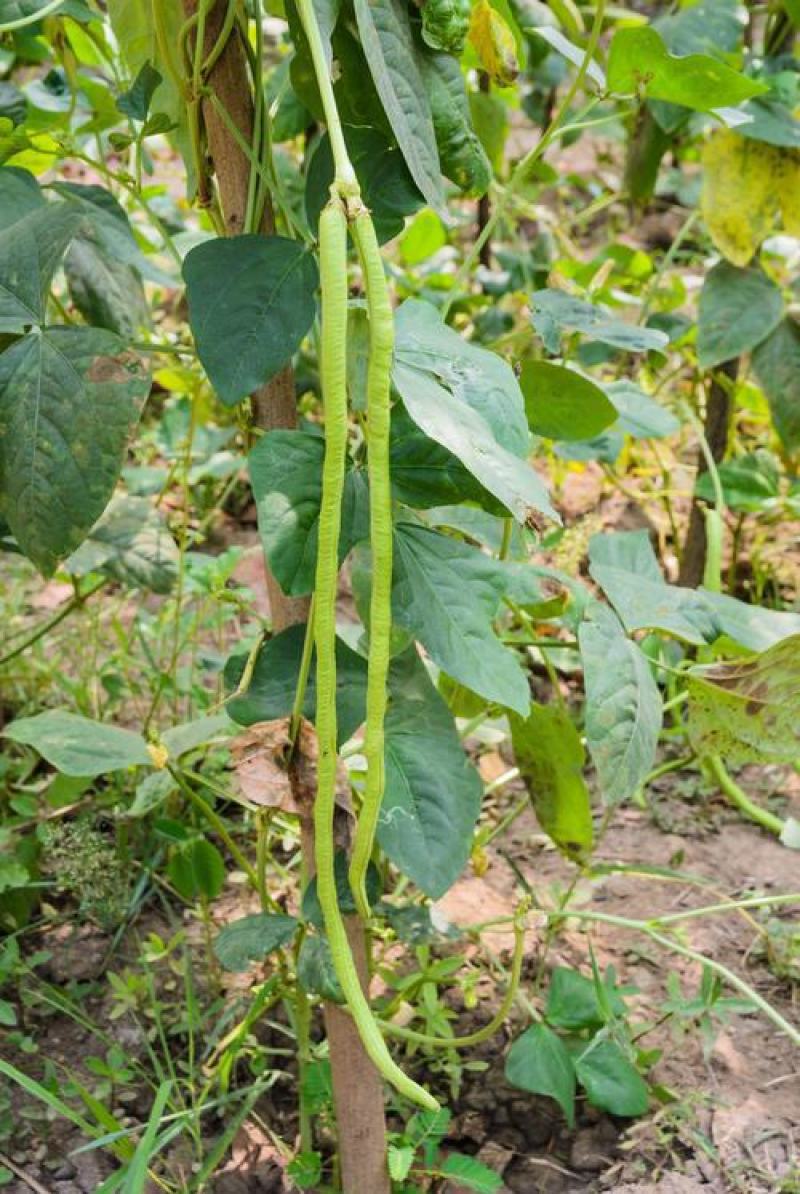 帝皇豇豆角种子四季播种农家早熟高产春秋特长豆角青豆角易种